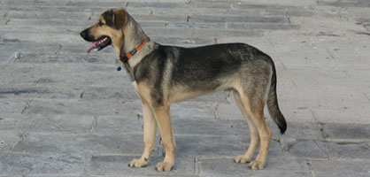 Cepljenje psov, mačk in ostalih živali