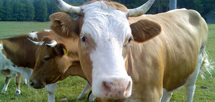 Zdravljenje velikih gospodarskih živali na terenu