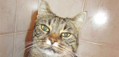 Cepljenje psov in mačk gorenjska