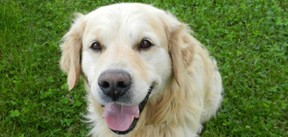 Zdravljenje psov in mačk Kranj, Kamnik, Škofja Loka, Jesenice