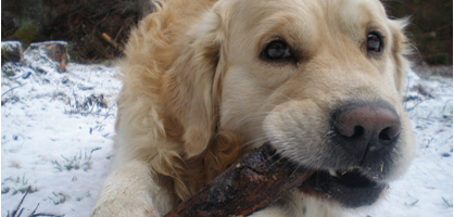 Veterinarska ambulanta za pse in mačke