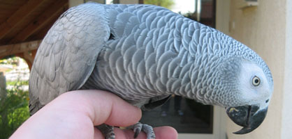 Preventivni pregledi malih in velikih živali