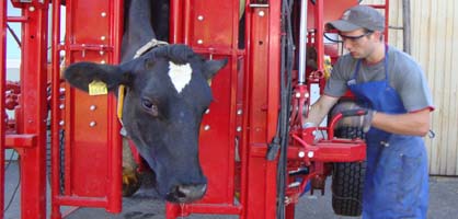 Cepljenje psov in mačk