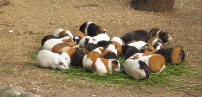 Veterinar za vaše male ljubljenčke